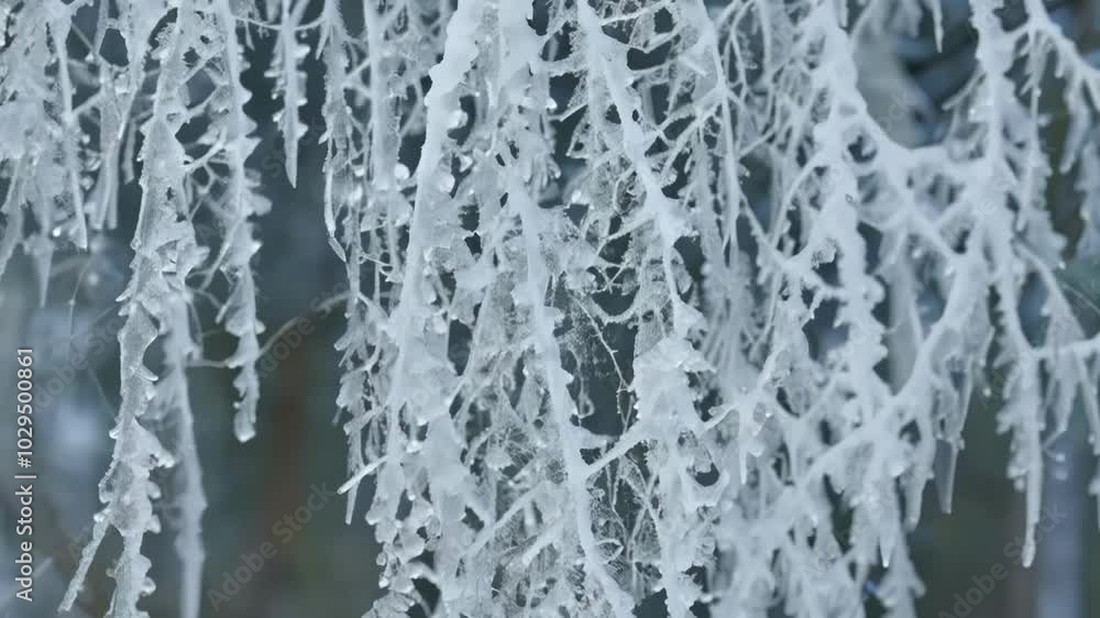 Poster sparkling ice coats tree branches, creating a beautiful and delicate winter scene after an ice storm