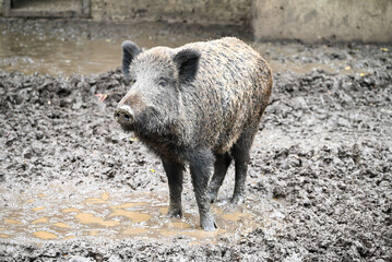 Wild boar and its habitat