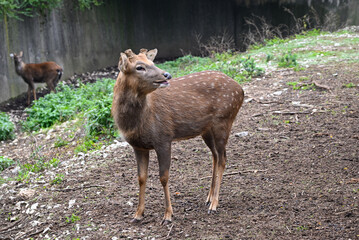 Deer close up portrait