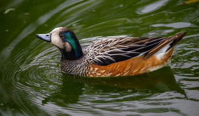 Silver or Versicolor Teal (Spatula versicolor)