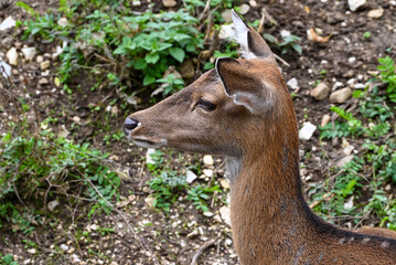 Obraz premium Deer close up portrait