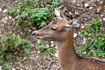 Deer close up portrait