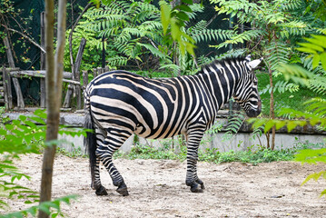Zebra The Striped Savanna Stallion