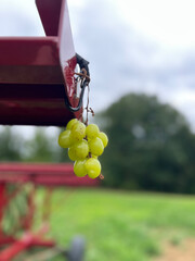 Green grapes hanging 