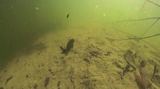 A Fish gets startled by the Camera and quickly swims away, stirring up sediment from the Pond bottom, creating a cloud of murky water as it flees.