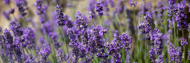 Panorama of flowers of Lavandula angustifolia 'Munstead' in a garden mid-summer