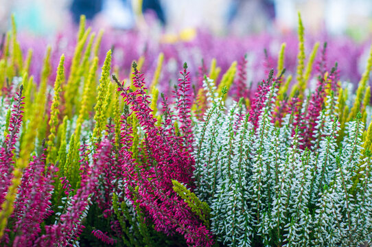 A garden bed of heather (Calluna vulgaris) blooming in different colors, defocused background.