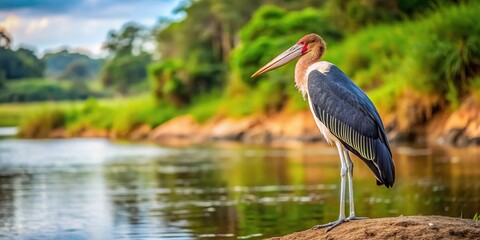 Fototapeta premium Wild Marabou Stork perched on river bank