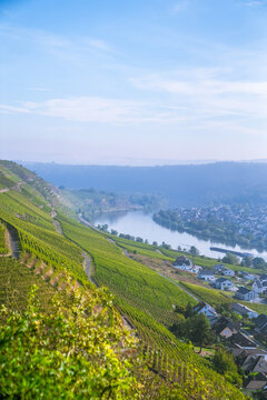 Picturesque wine vineyards on the hillside Rhine Valley near the town of Winningen, Germany