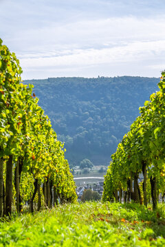 Picturesque wine vineyards on the hillside Rhine Valley near the town of Winningen, Germany