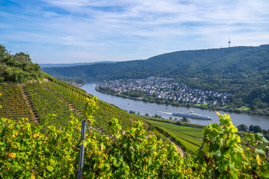 Picturesque wine vineyards on the hillside Rhine Valley near the town of Winningen, Germany