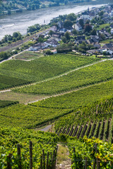 Naklejka premium Picturesque wine vineyards on the hillside Rhine Valley near the town of Winningen, Germany