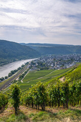 Picturesque wine vineyards on the hillside Rhine Valley near the town of Winningen, Germany