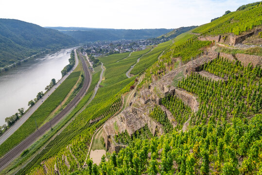 Picturesque wine vineyards on the hillside Rhine Valley near the town of Winningen, Germany