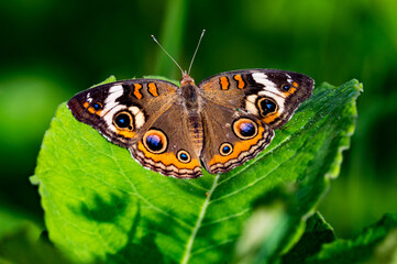 Common Buckeye Butterfly