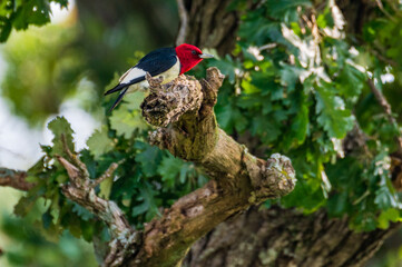 Red-Headed Woodpecker Perching in Oak Tree