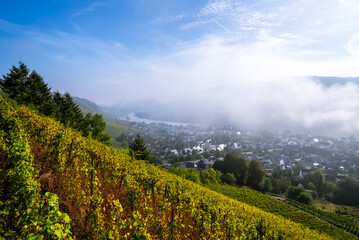 Foggy early morning on a hillside vineyard near the town of Winningen, Germany