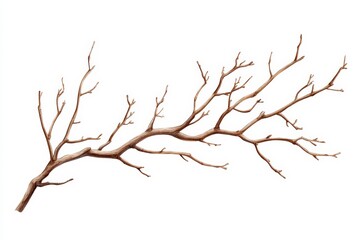 Obraz premium Dry tree branch with intricate twigs, white isolated background.