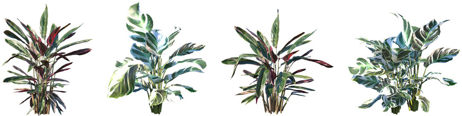 Set of Calathea Stromanthe Triostar (Prayer plant) and Calathea Fusion White frontal isolated png on a transparent background perfectly cutout high resolution