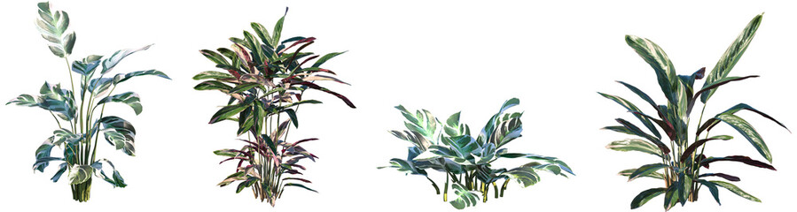 Set of Calathea Fusion White and Calathea Stromanthe Triostar (Prayer plant) frontal isolated png on a transparent background perfectly cutout high resolution
