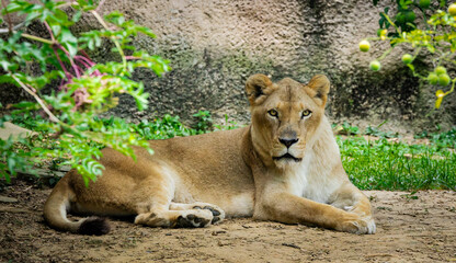 Female African lion resting in the shade at a zoo in Tennessee. Female African lion does most of the hunting in a lion pride.