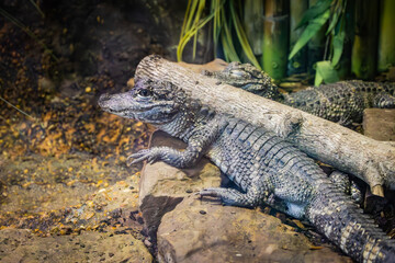 Dwarf Caiman in tropical habitat at the zoo. Small crocodiles are found in South America in swampy wetlands.