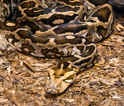 Burmese Python uncoiled in wood litter at the zoo. Native to Southeast Asia an invasive species in wetland habitats in states like Florida.