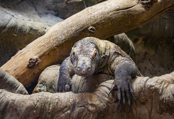 The Komodo Dragon is lives in the wild on islands in Indonesia and is the largest lizard species found. This dragon is found at a zoo in Tennessee.