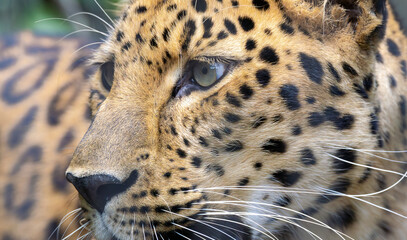 Amur Leopard closeup at a zoo in Tennessee. There are more amur leopards in captivity than in the wild. Maybe as few as 100 leopards remain in Asia due mostly to habitat loss.
