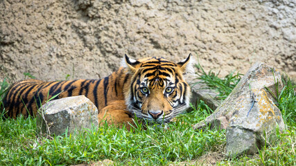 The Sumatran Tiger is critically endangered with approximately 600 left in its natural habitat in Indonesia. The Sumatran tiger seen here lives at a zoo in Tennessee.