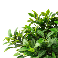 Sunflower in a blue vase on a transparent background Watercolor