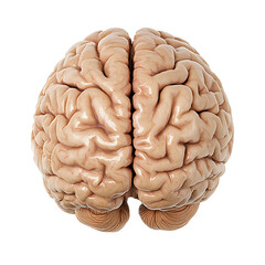 Naklejka premium human brain isolated on transparent background (2)