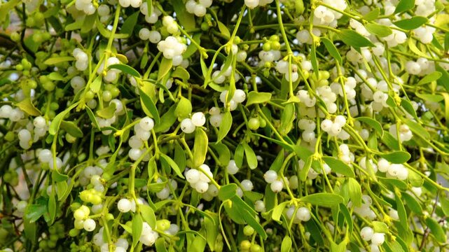 Mistletoe branch with green leaves and white ripe berries