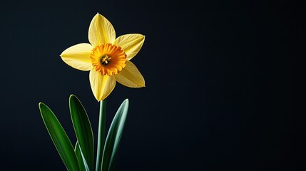   A solitary yellow daffodil in a glass vase on a black backdrop with a green stem in the fg