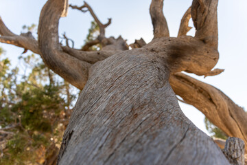 Fototapeta premium Tree trunk with a brown bark