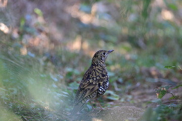 Scary Thrush looking for food on the hiking trail