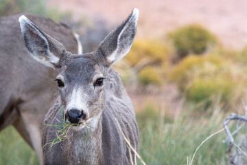 Deer is eating grass in a field