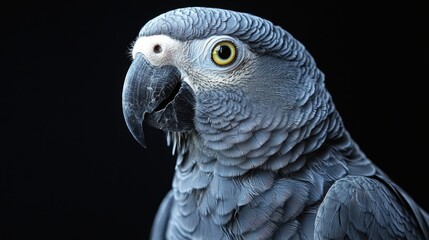 Obraz premium Captivating Realistic Parrot Portrait on Dark Background