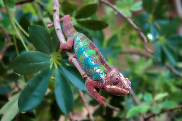 Red, blue and green chameleon on a branch