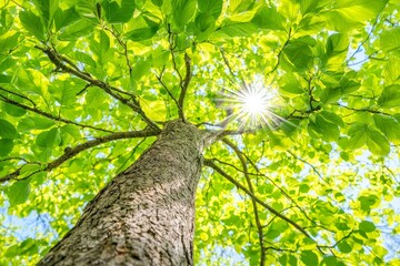 An illustration showing the fresh green leaves of a beech tree in the spring, with branches clearly visible as veins.