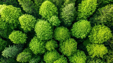 Naklejka premium Abstract background with forest and tree landscape texture. Aerial view of forest atmosphere. Concepts of healthy eco-systems and ecosystems.