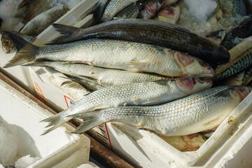 Freshly caught fish are displayed on ice at a local market