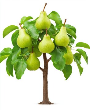 Isolated white background with Iron Wood tree (Pyinkado).