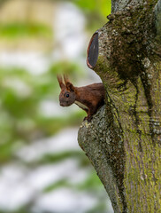 Eichhörnchen auf Baum erwischt