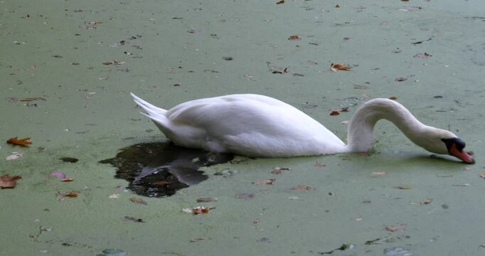 The Swan while Feeding