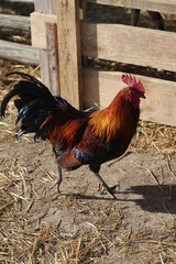 Rooster cock walking on sandy ground of an animal farm. Beautiful shiny rooster black feather tail strutting around the farmyard. Wooden fence rural life. Domestic animal background.