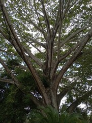 &Aacute;rbol grande con ramas muy grandes