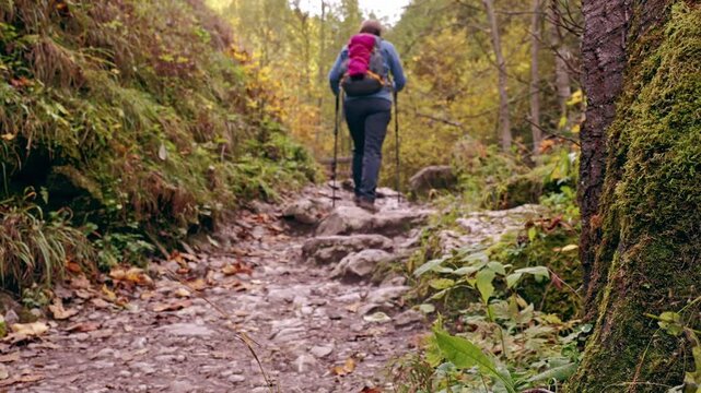 A lone hiker with a red backpack traverses a tranquil forest path, surrounded by vibrant autumn foliage, embodying solitude and adventure in nature