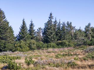 Autumn panorama of Vitosha Mountain, Bulgaria