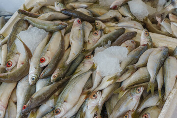 Freshly Caught Fish Displayed on Ice at a Bustling Market, Showcasing the Day’s Catch in Vibrant Detail